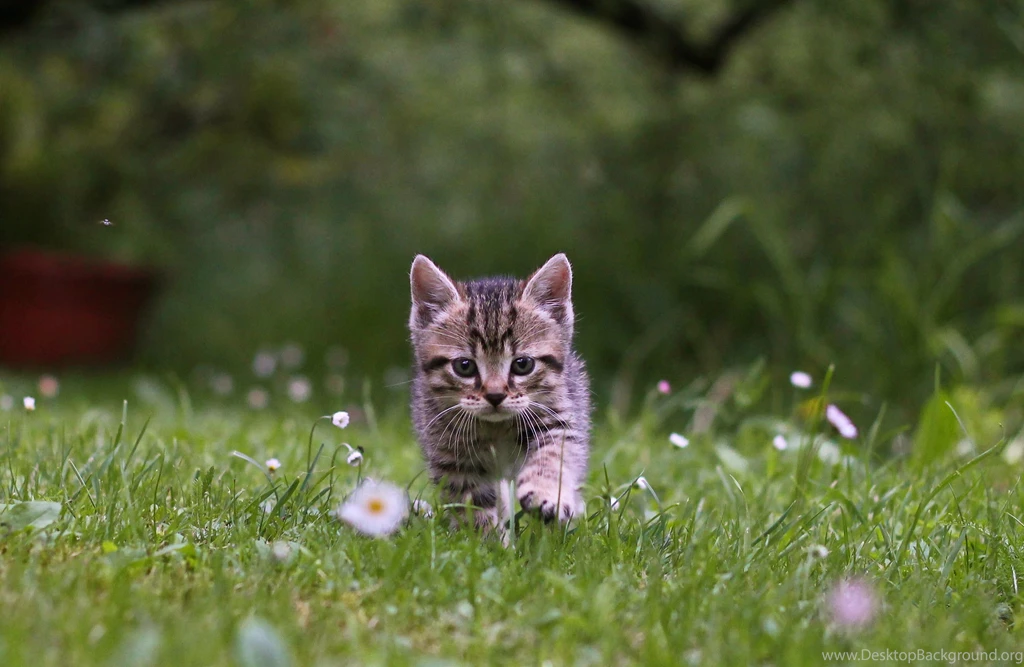 Kitten Wallpapers 2943x1917 (