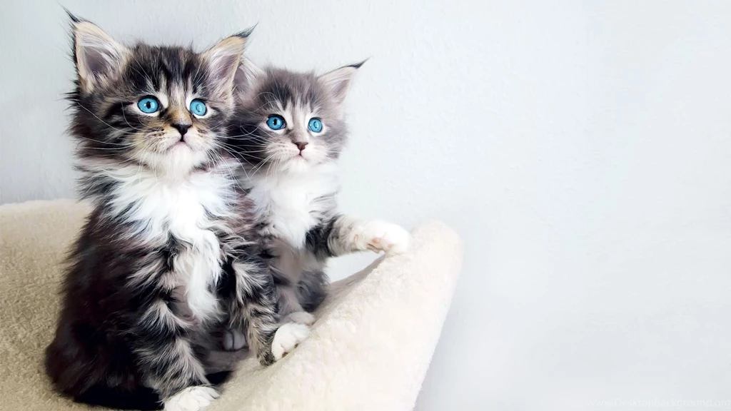 Good Kitten Wallpapers