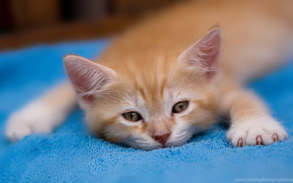 Funny Kitten Desktop Backgrounds Www Wallpapers Free Download Com ...