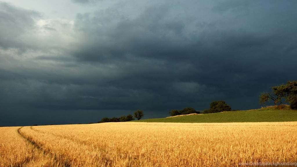 Storm Golden Field Clouds Hd Wallpapers   (