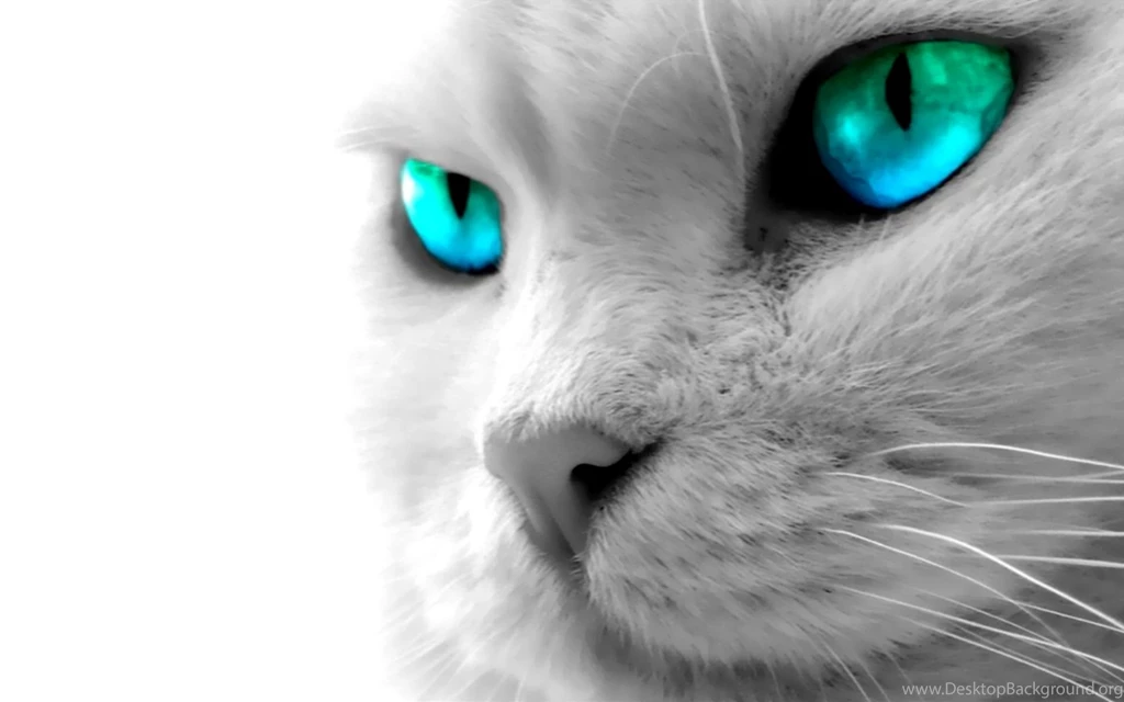 Animal Wallpaper Backgrounds For Desktop HD Wide Wallpapers