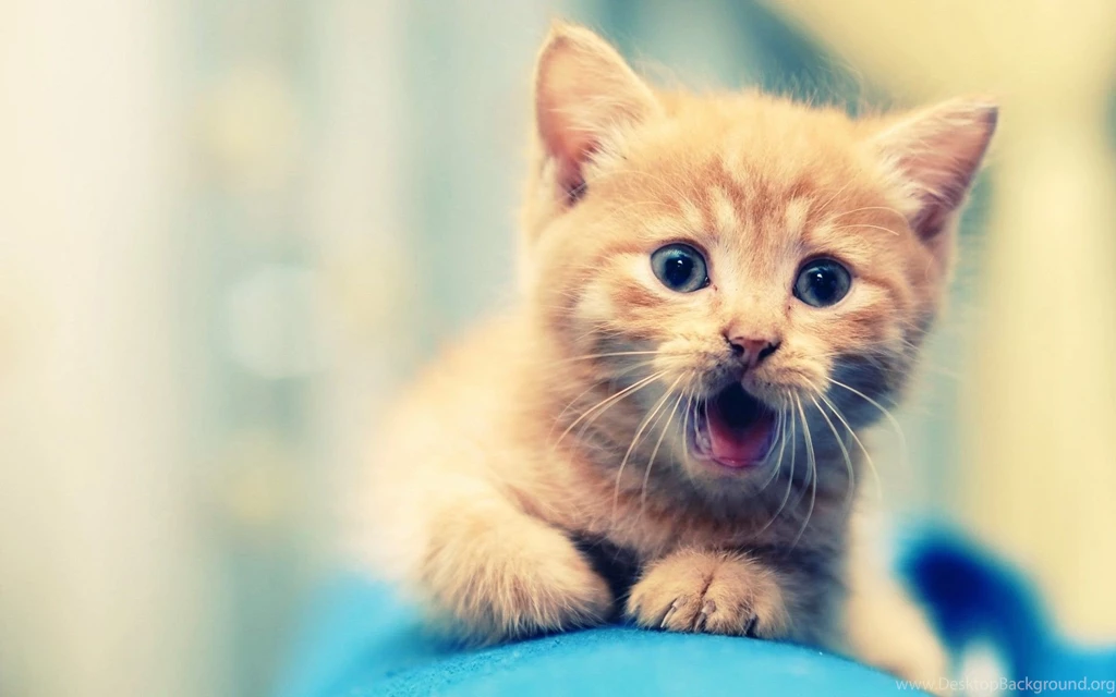 Cute Animal Backgrounds Picture For Desktop Popomypics.com
