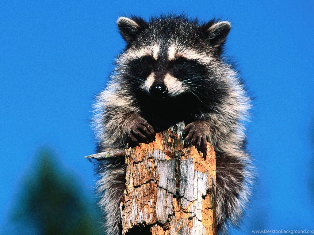 Raccoon Backgrounds Wallpapers Animal Backgrounds