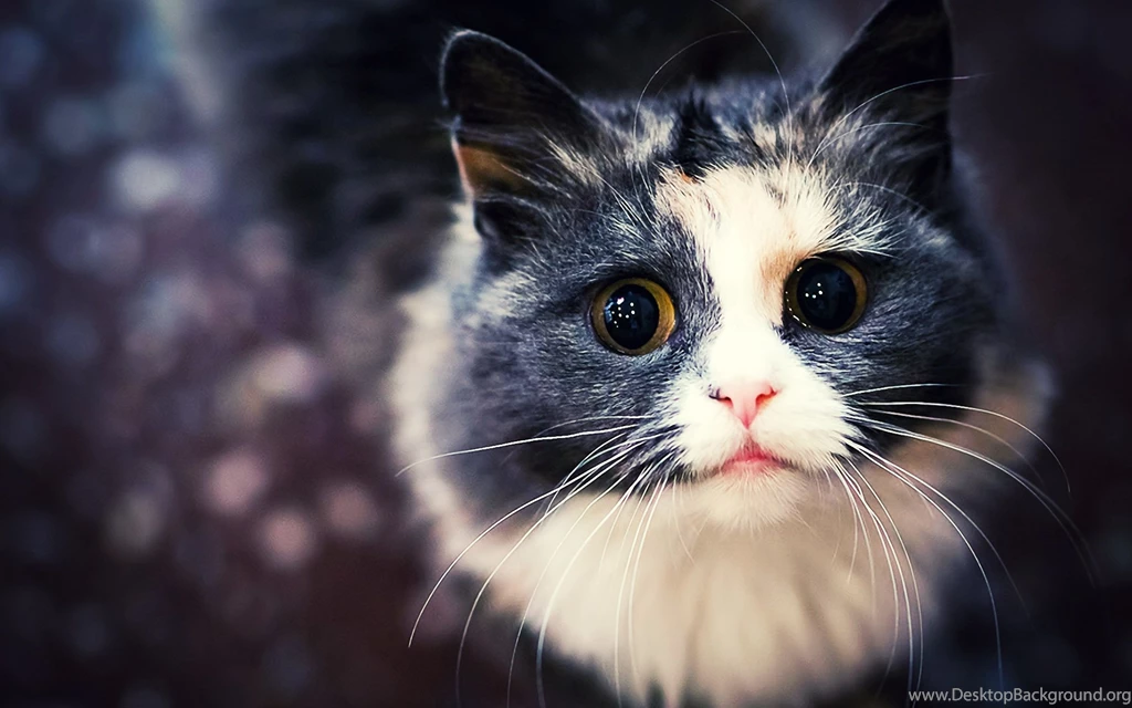 High Definition Cat Wallpapers For Free Download