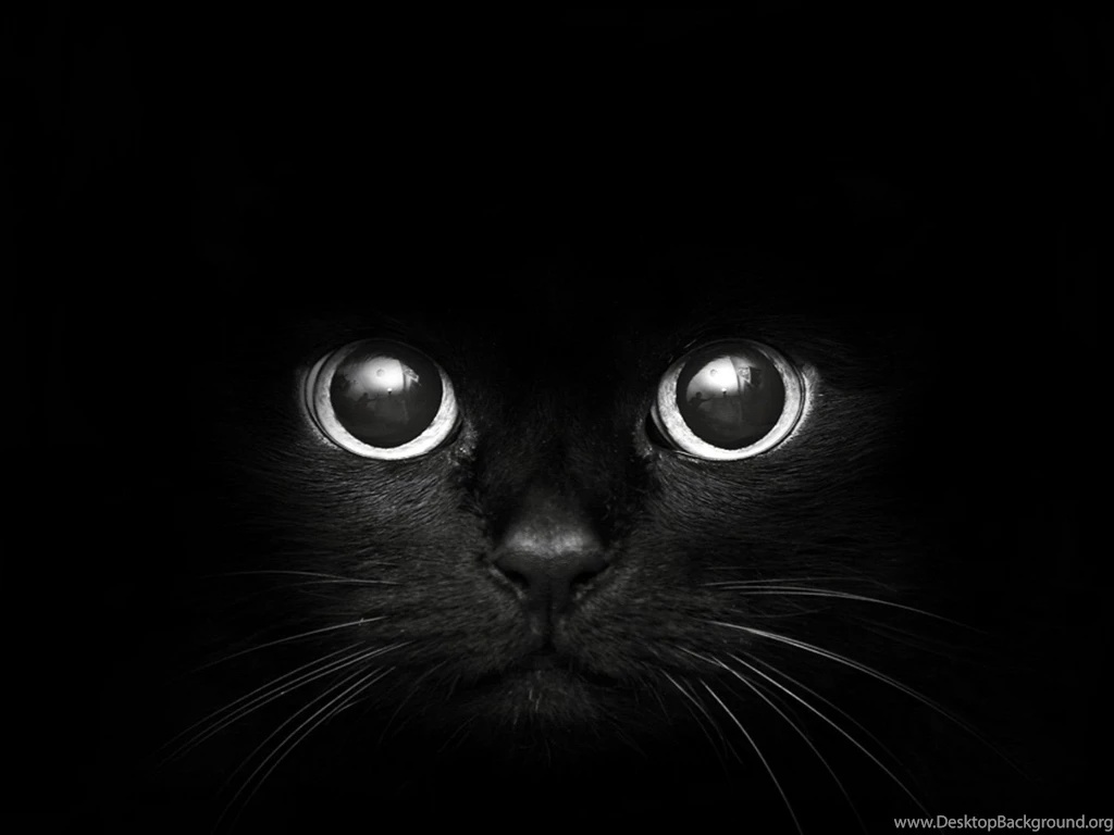 Cat Wallpapers HD Download