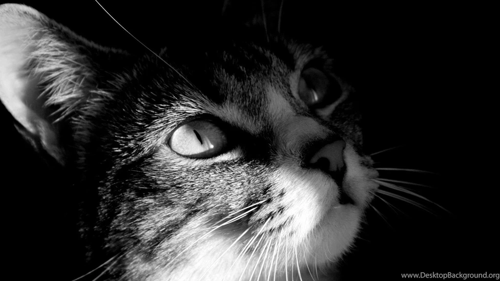 Cat wallpaper 4 002 Cute Cat Wallpapers