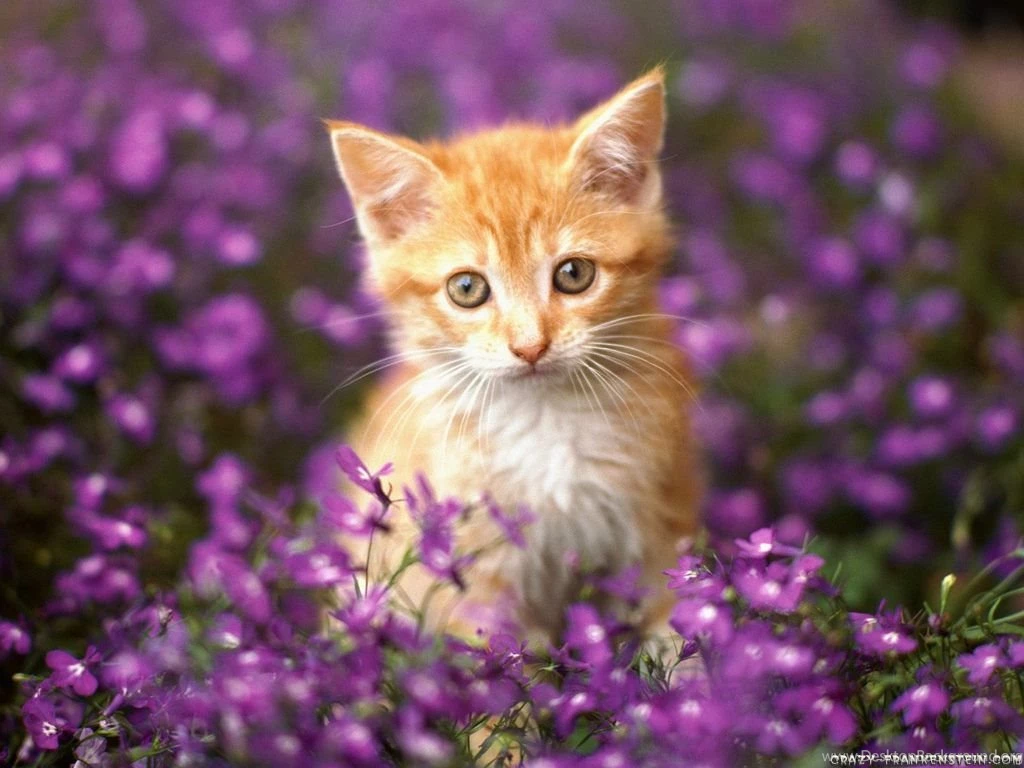 Download HD Cat Wallpapers For Desktop Backgrounds Free