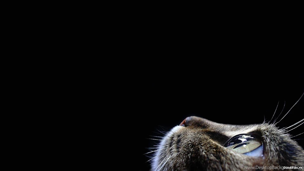 Wallpapers Look Up Cat Backgrounds Black 1920 X 1080 Animals ...