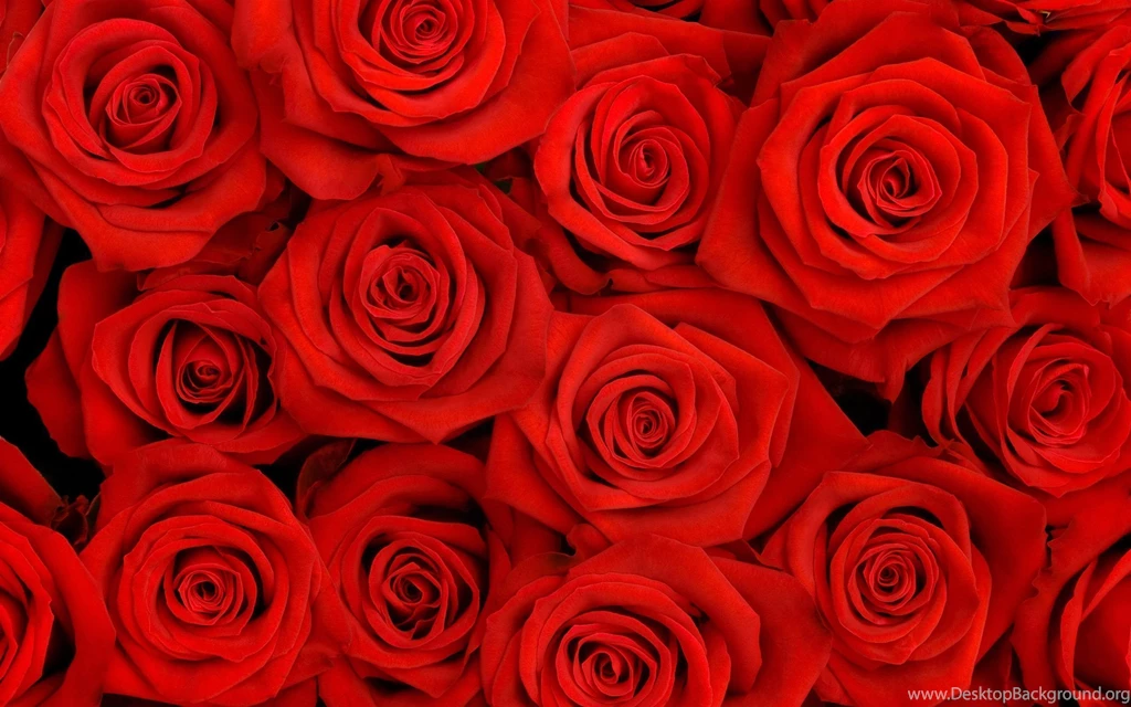 Red Rose Backgrounds