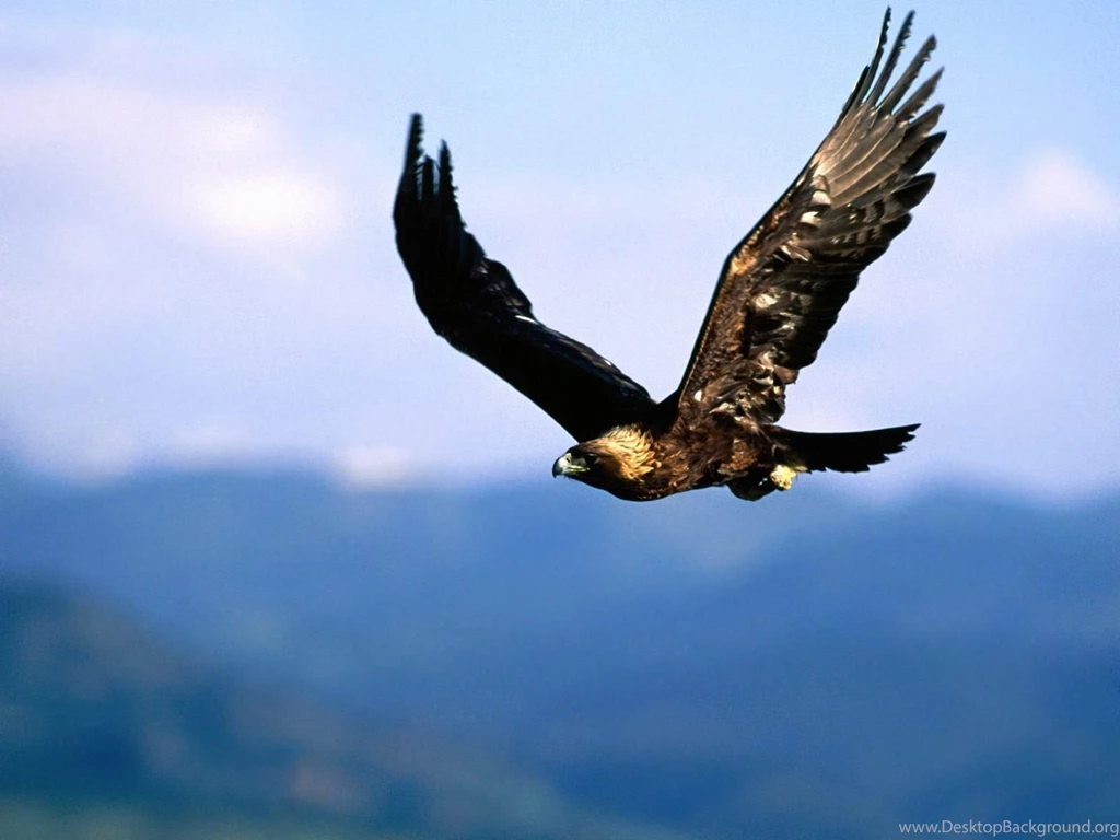 Golden eagle wallpaper hd download.jpg
