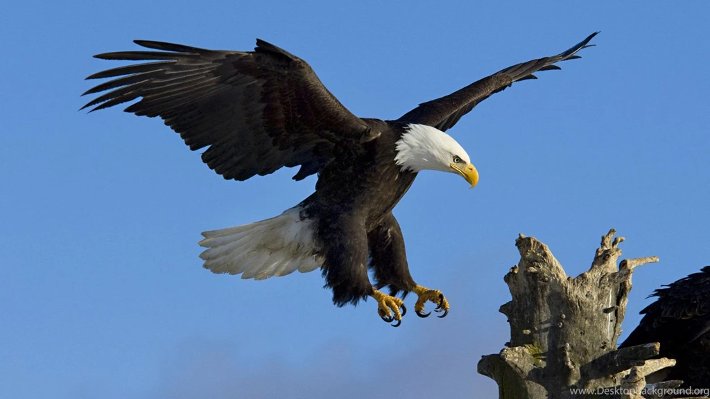 Bald Eagle Wallpapers HD Wide