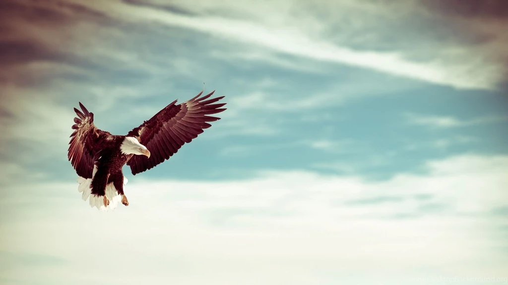 Flying Eagle HD Wallpapers, Flying Eagle Pictures, New Wallpapers