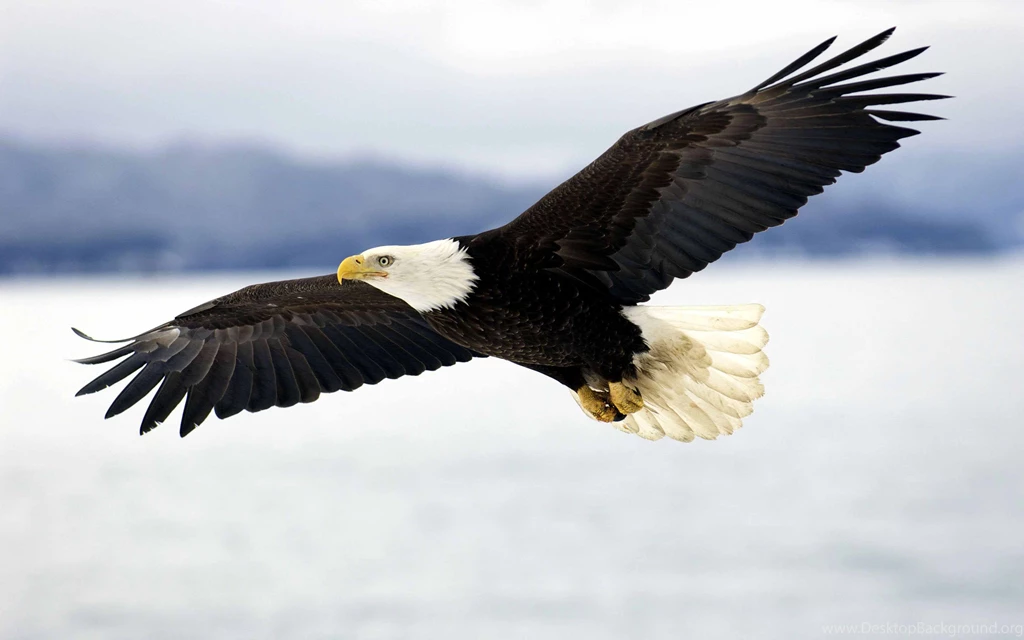 Download Eagle Wallpapers Full HD