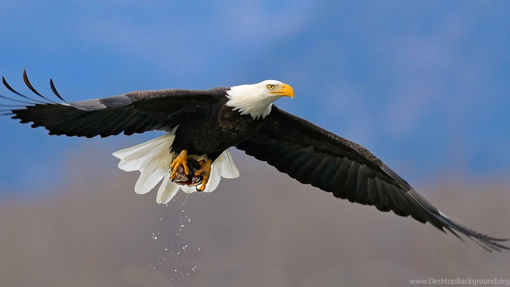 Free Bald Eagle Wallpapers