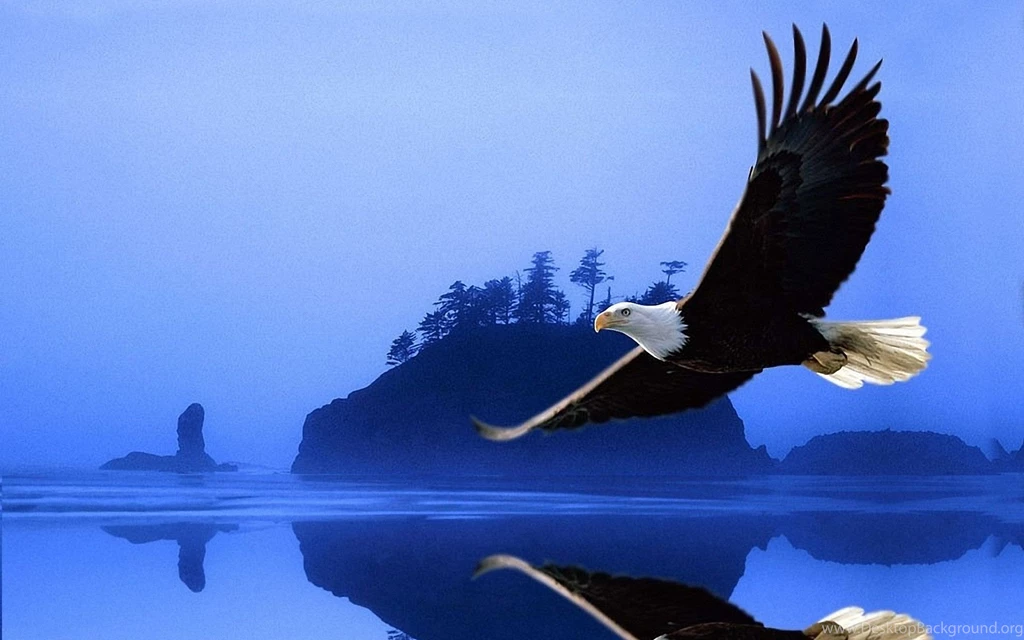 Download Eagle Wallpapers For Android