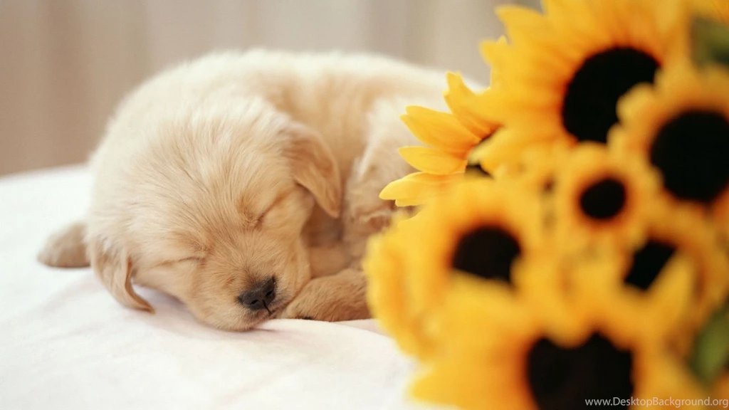 Sleeping Puppy HD Wallpaper, Sleeping Puppy Photos