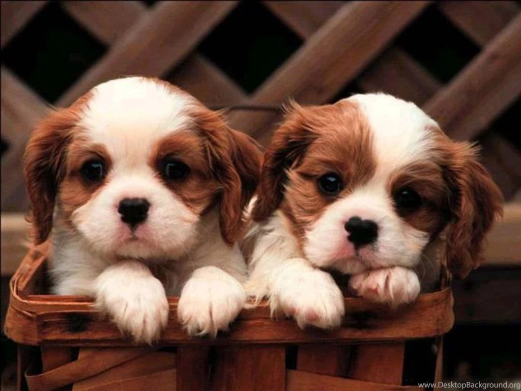 Cute Puppies HD Wallpapers