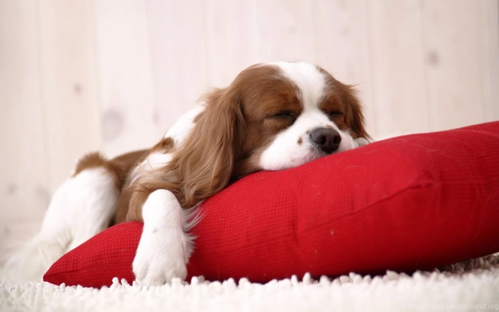 Sleeping Puppy Wallpapers
