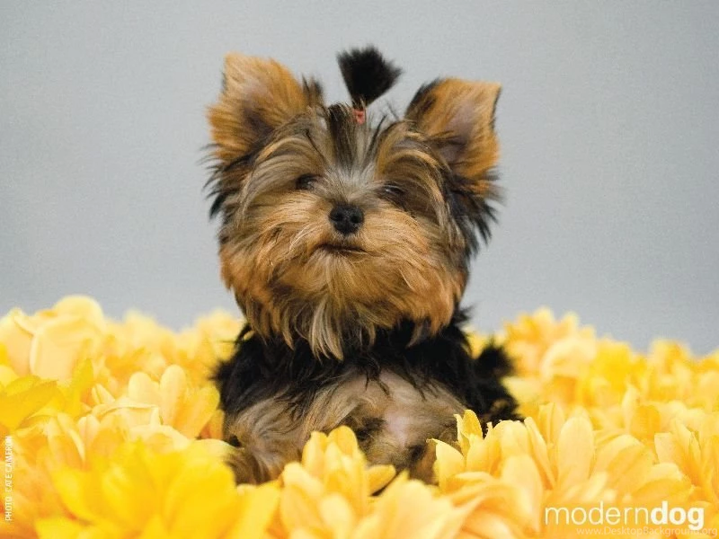 Puppies! Free Modern Dog Wallpapers