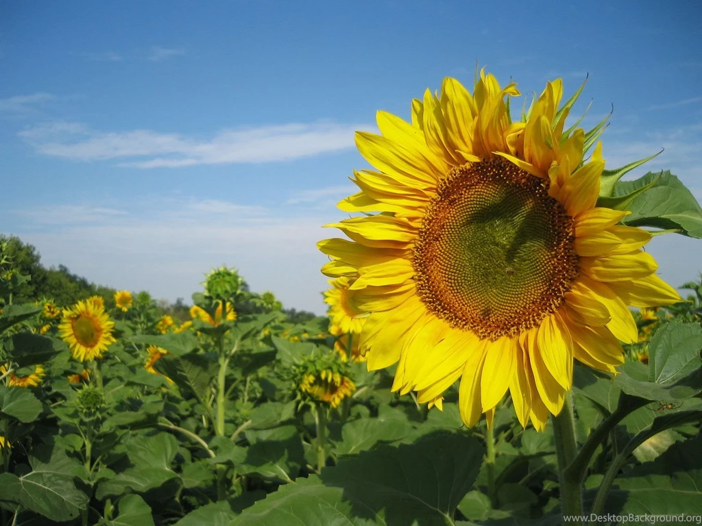 Sunflower Nature Wallpapers Hd