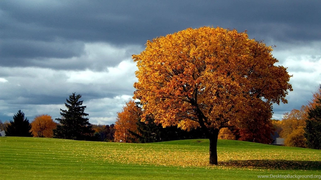 1600x900 Autumn Tree Backgrounds Wallpapers