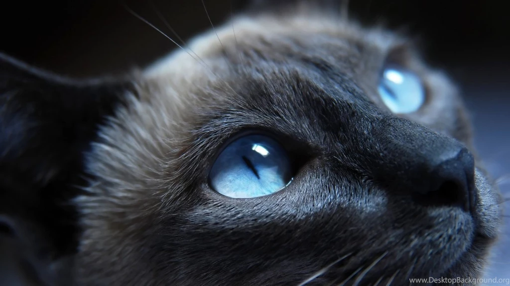1600x900 Light Blue Eye Cat Wallpapers