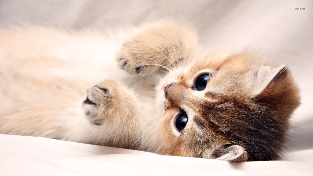 Kitten Wallpapers 1280x800 Kitten Wallpapers 1366x768 Kitten ...