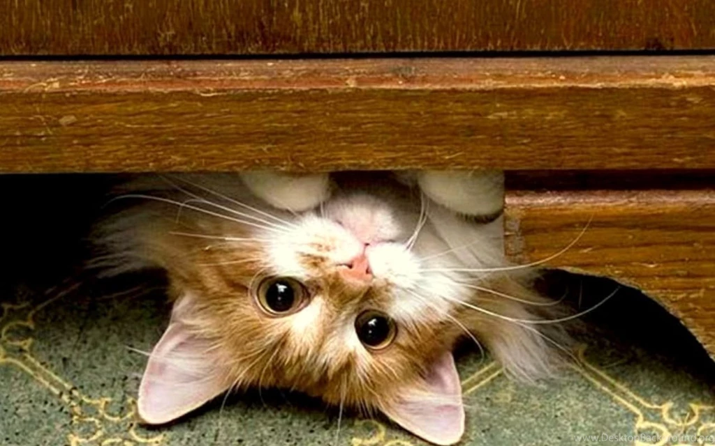 Cute Kitten Kittens Wallpapers 16122053 Fanpop PowerballForLife