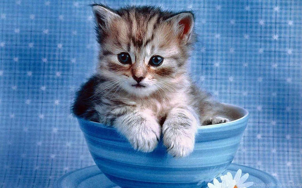 Cute Kitten Wallpapers Kittens Wallpapers 16094683 Fanpop ...