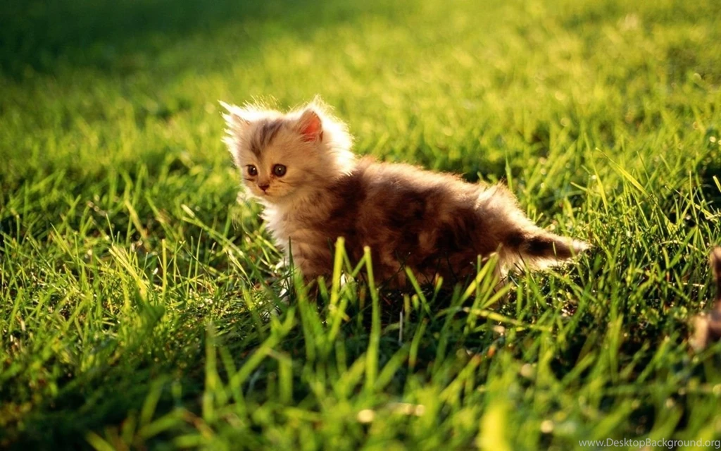 Cute Kitten Kittens Wallpapers 16096135 Fanpop PowerballForLife