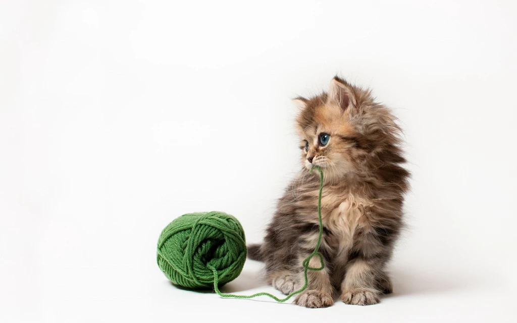 Fluffy Kitten Wallpapers Widescreen Resolution
