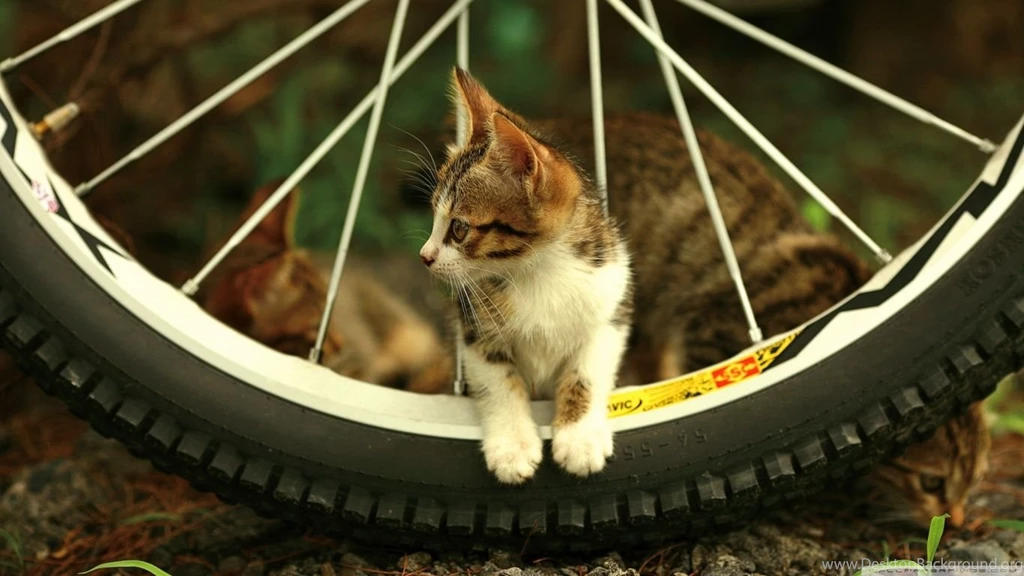 Kitten HD Desktop Wallpapers : Widescreen : High Definition ...