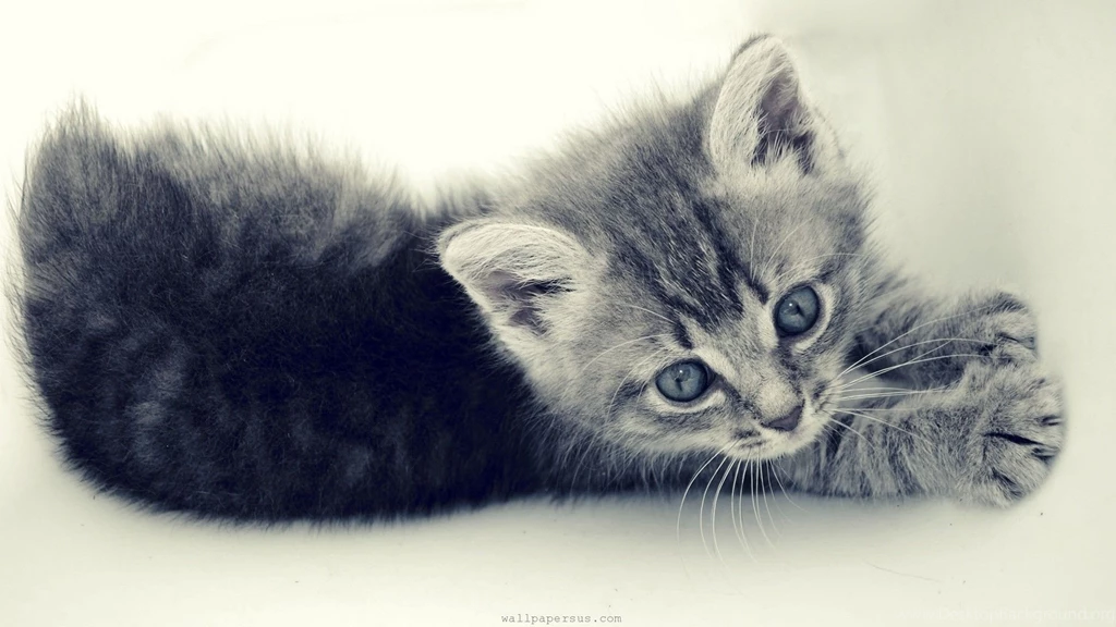 Kitten Wallpaper Images