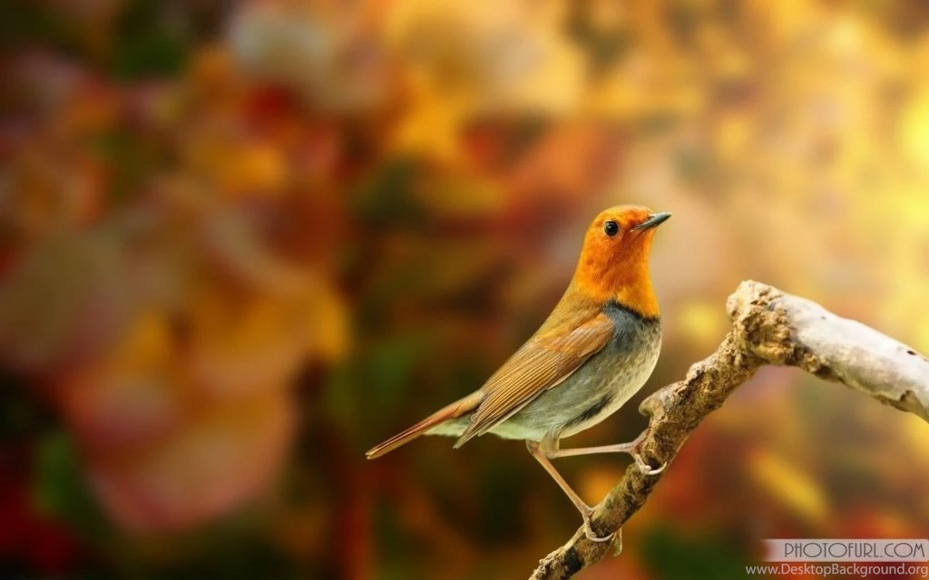 Colorful Sparrow Free Desktop Wallpapers