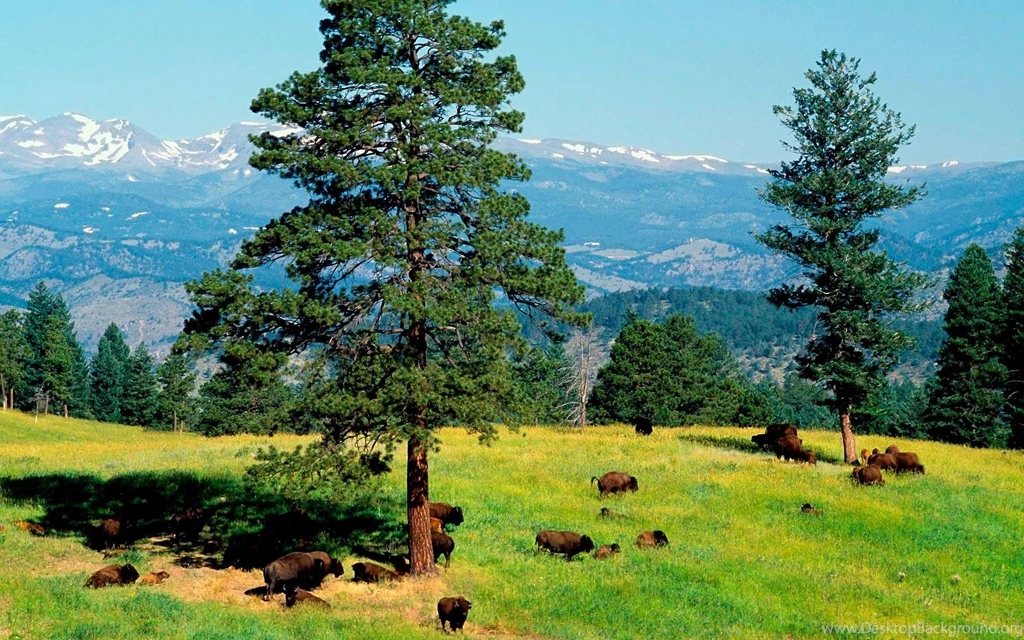 Damask Wallpapers Best 784 Backgrounds