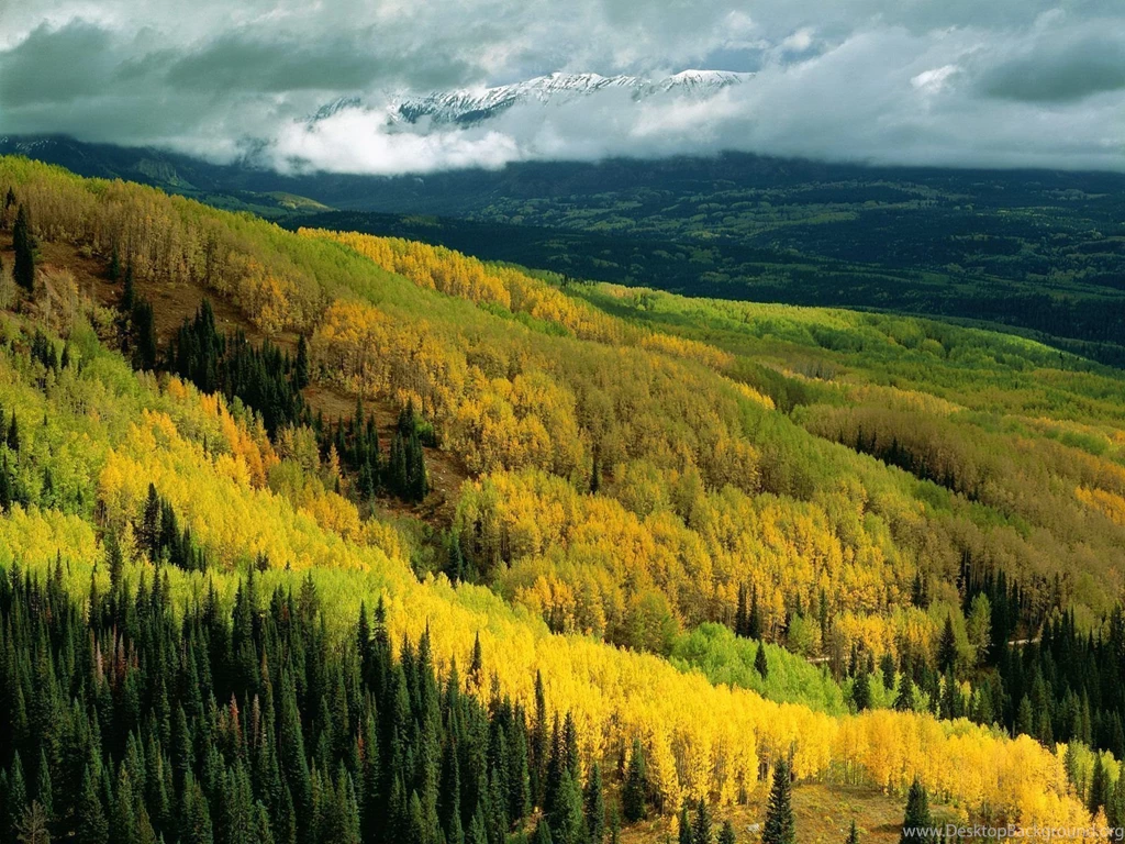 Aspen Forest In Early Fall, Ohio Pass, Gunnison National Forest ...