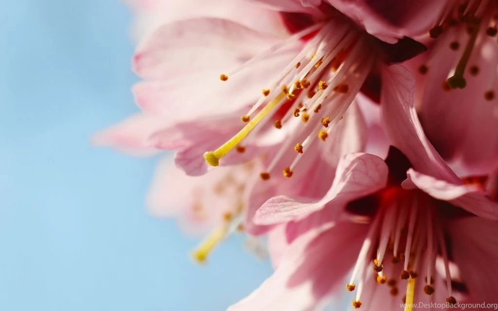 4K Resolution Wallpapers 16:10 Peach Flowers