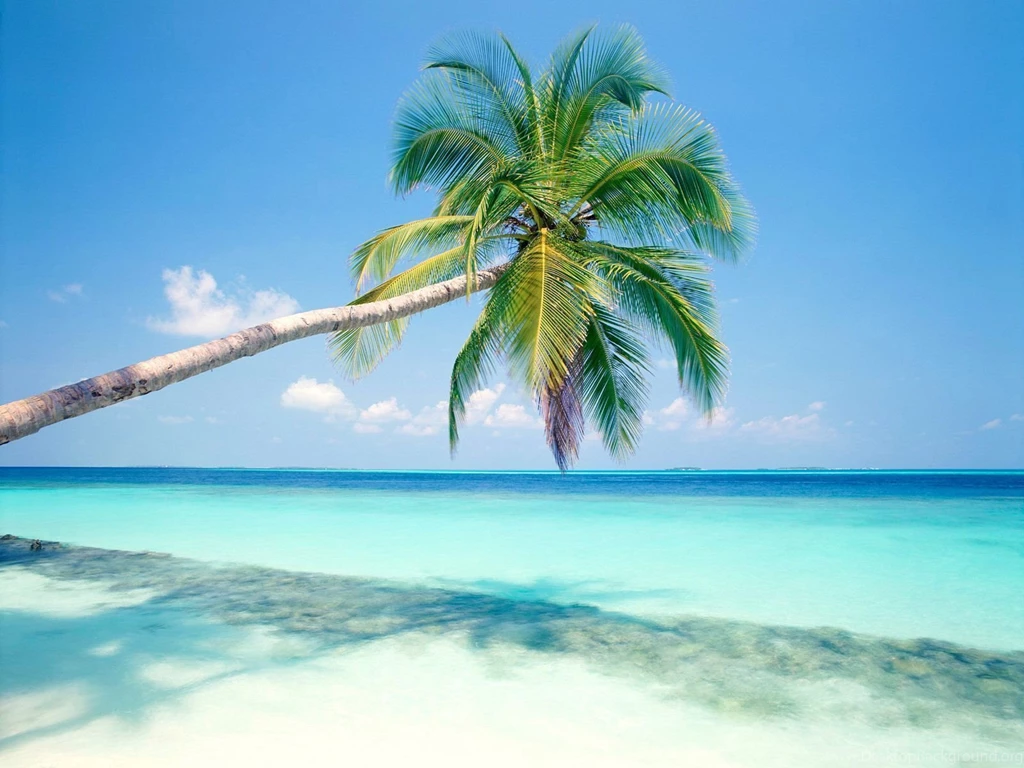 Palm Tree Desktop Wallpapers