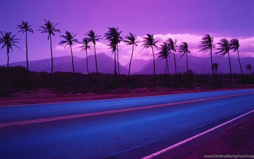 30 Palm Tree Wallpapers Pictures