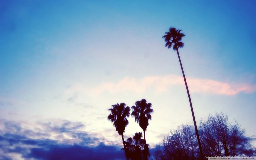 Palm Trees HD Desktop Wallpapers : Widescreen : High Definition ...