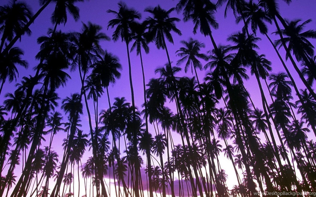 Landscapes Nature Hawaii Palm Trees Grove Wallpapers