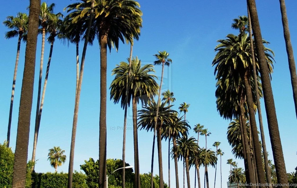 Island Beach Palm Tree Wallpaper.