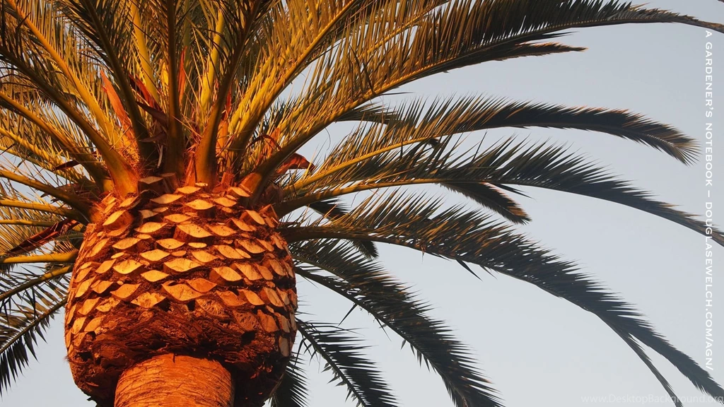 Free Garden Wallpapers For November 2012 – Palm Tree