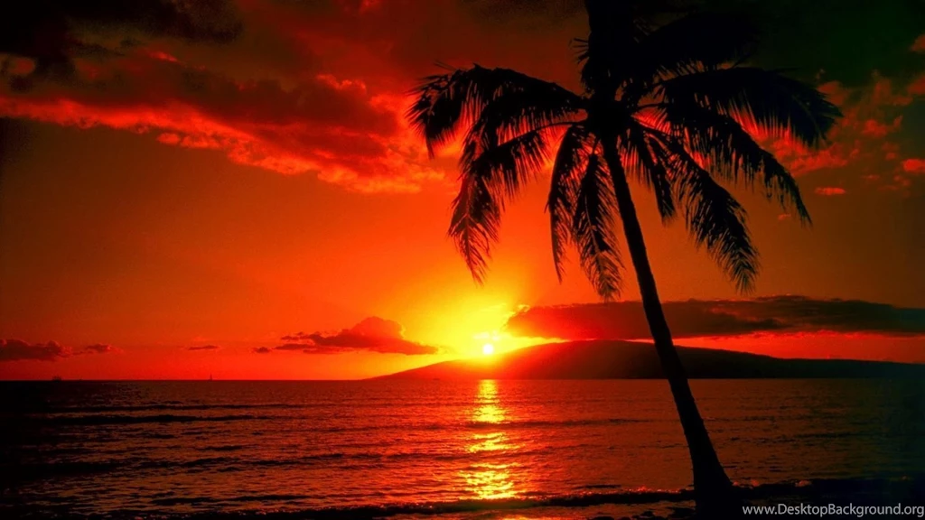 Awesome_Palm _Tree _Beach _Sunset _Wallpapers.jpg