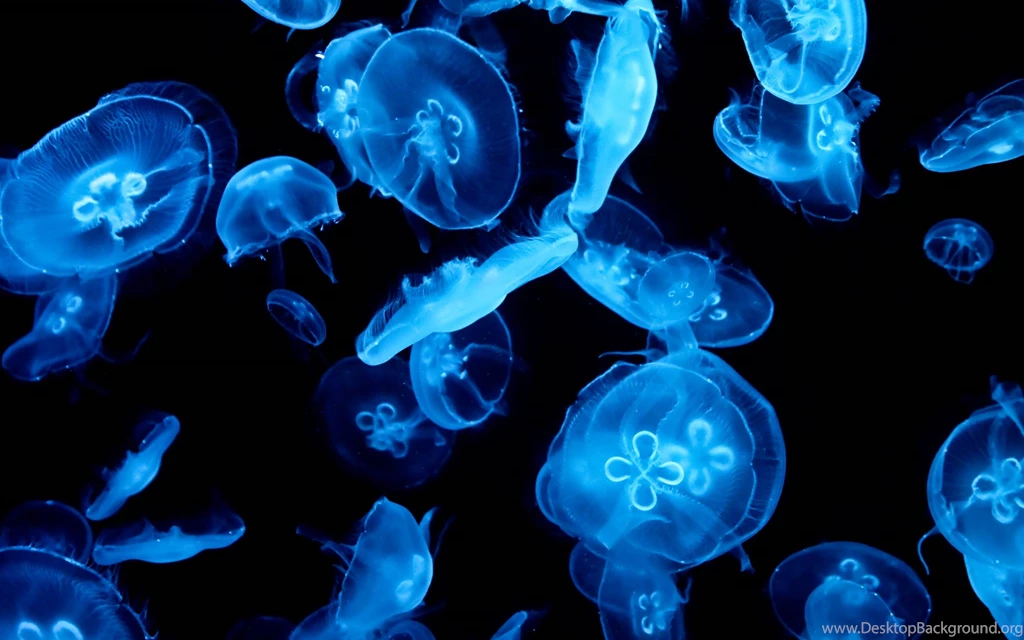 Jellyfish Wallpapers