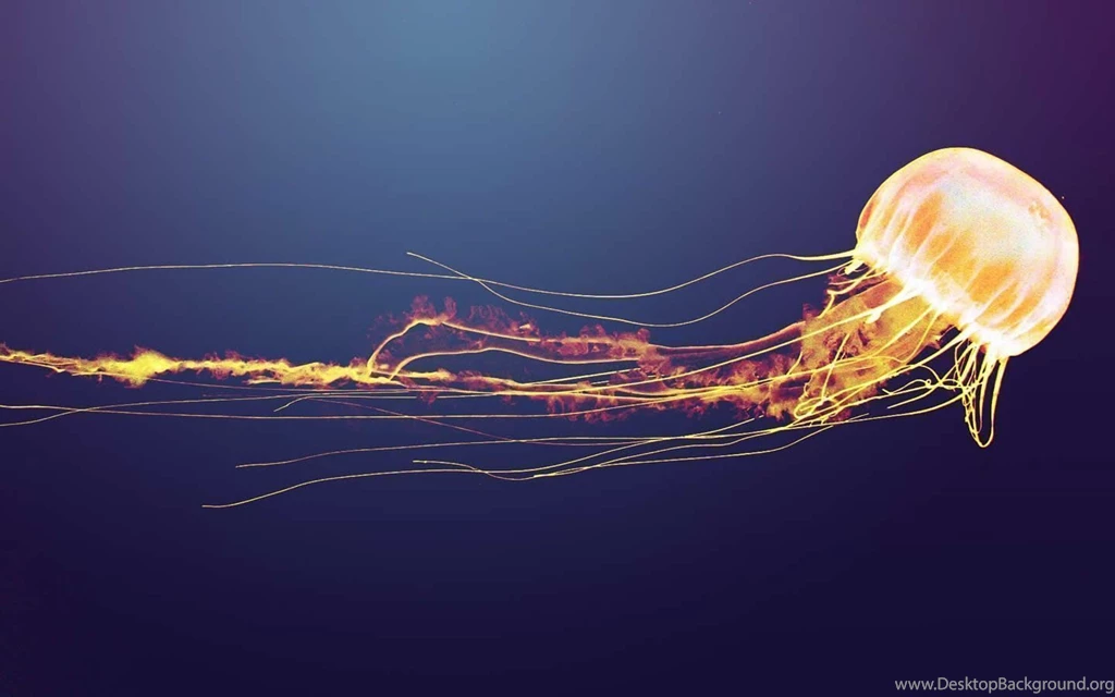 Jellyfish Wallpapers Jellyfish