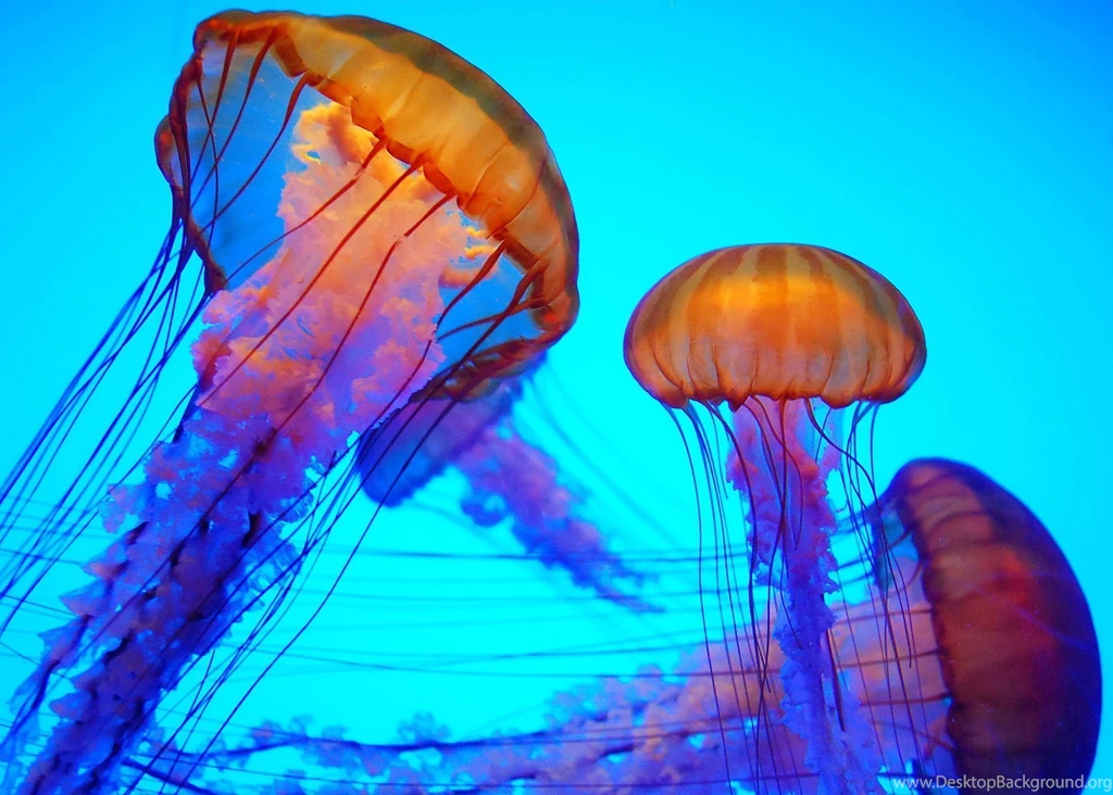 Jelly Fish Computer Wallpapers, Desktop Backgrounds
