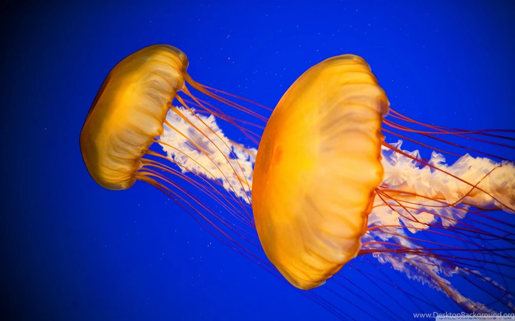 Jellyfish Wallpapers HD For PC Download 42350 Full HD Wallpapers ...