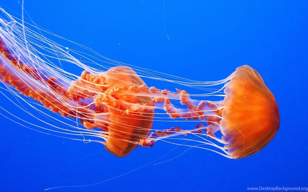 Jellyfish Computer Wallpapers, Desktop Backgrounds