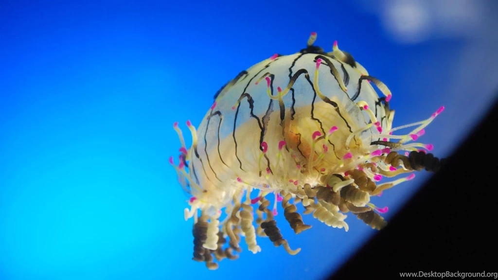 Jellyfish Wallpapers